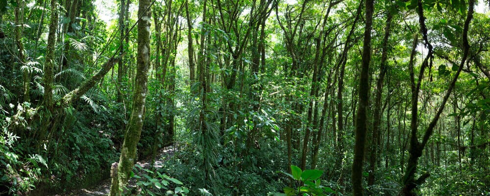 Cloud Forest Reserve, Costa Rica
