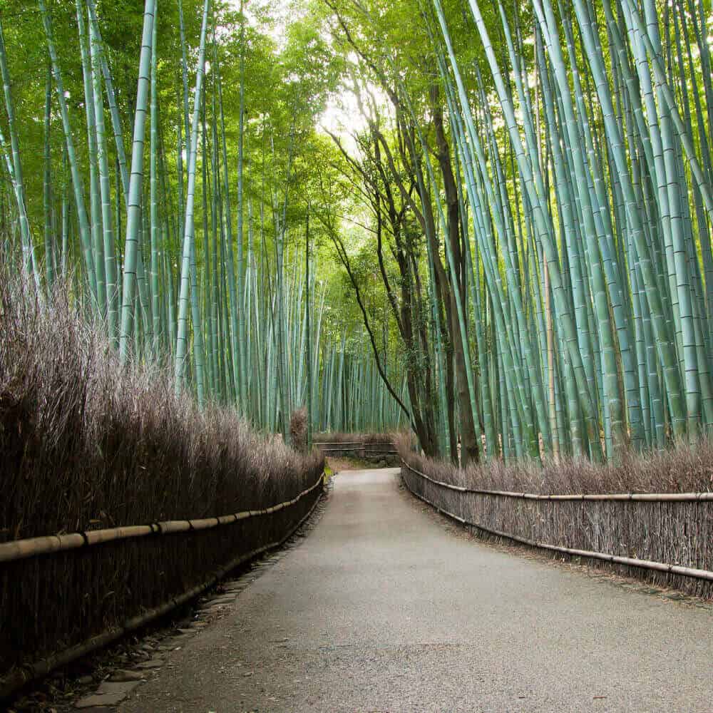 The Sagano Bamboo Forest